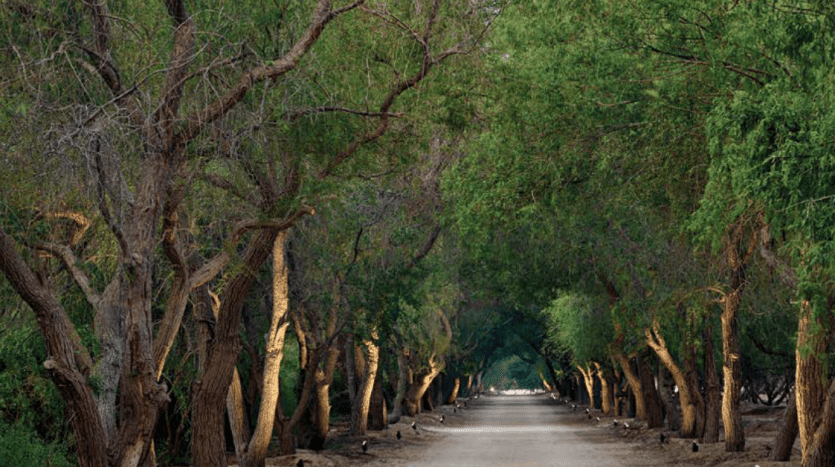 A serene tree-lined path with high dense green canopies on a narrow road, creating a tunnel effect in a tranquil forest setting near a Dubai real estate agency. Light glances